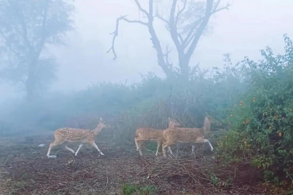 THE FARM AT RAJAJI NATIONAL PARK